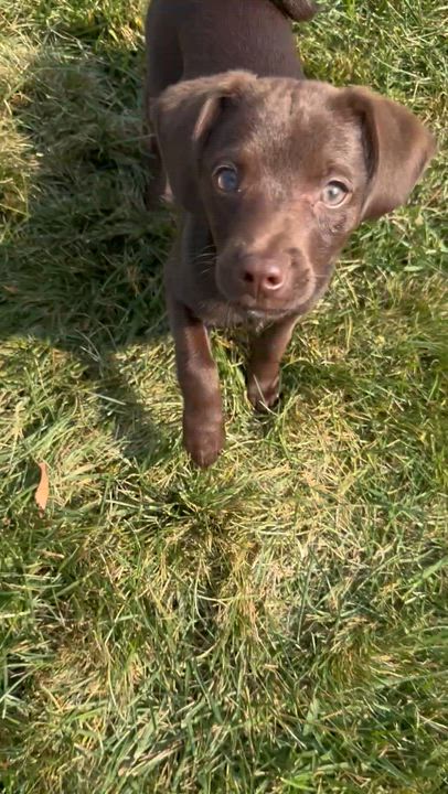 Enlarge Jelly, an adopted mixed breed in Lima, OH video 3/3