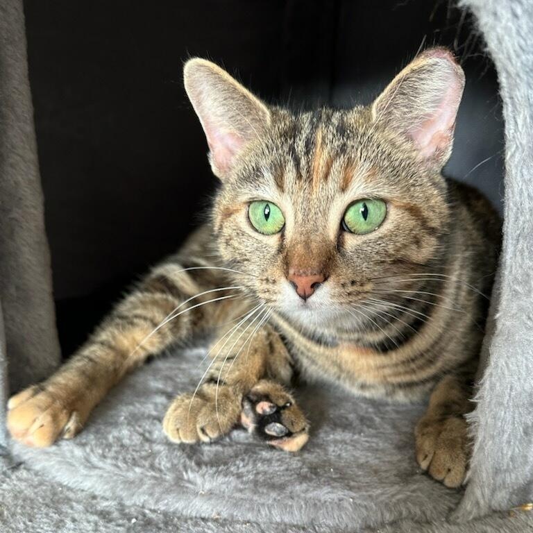 Nutmeg, a Adoptable Domestic Short Hair in Whitestown, IN image 4/4