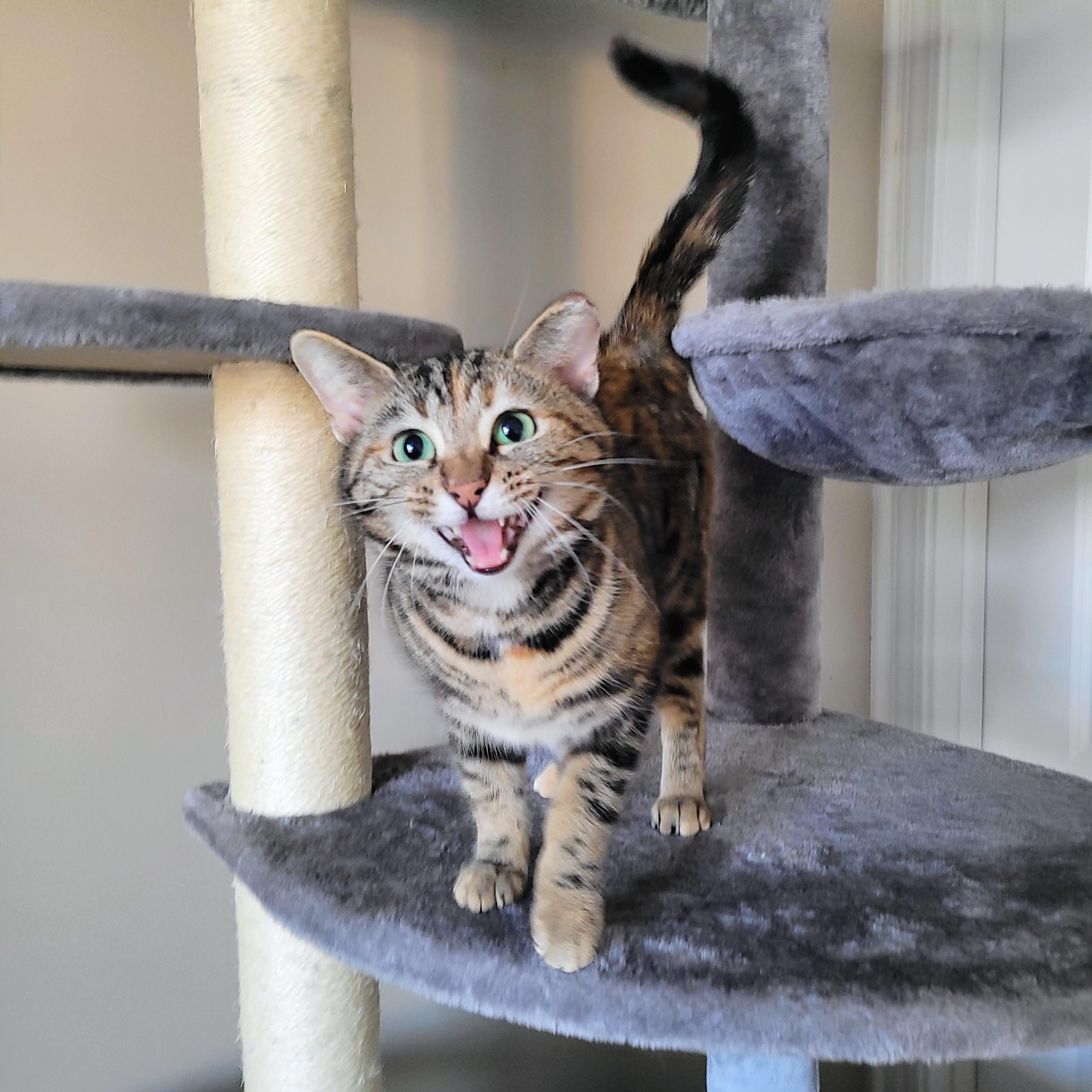 Nutmeg, a Adoptable Domestic Short Hair in Whitestown, IN image 2/4