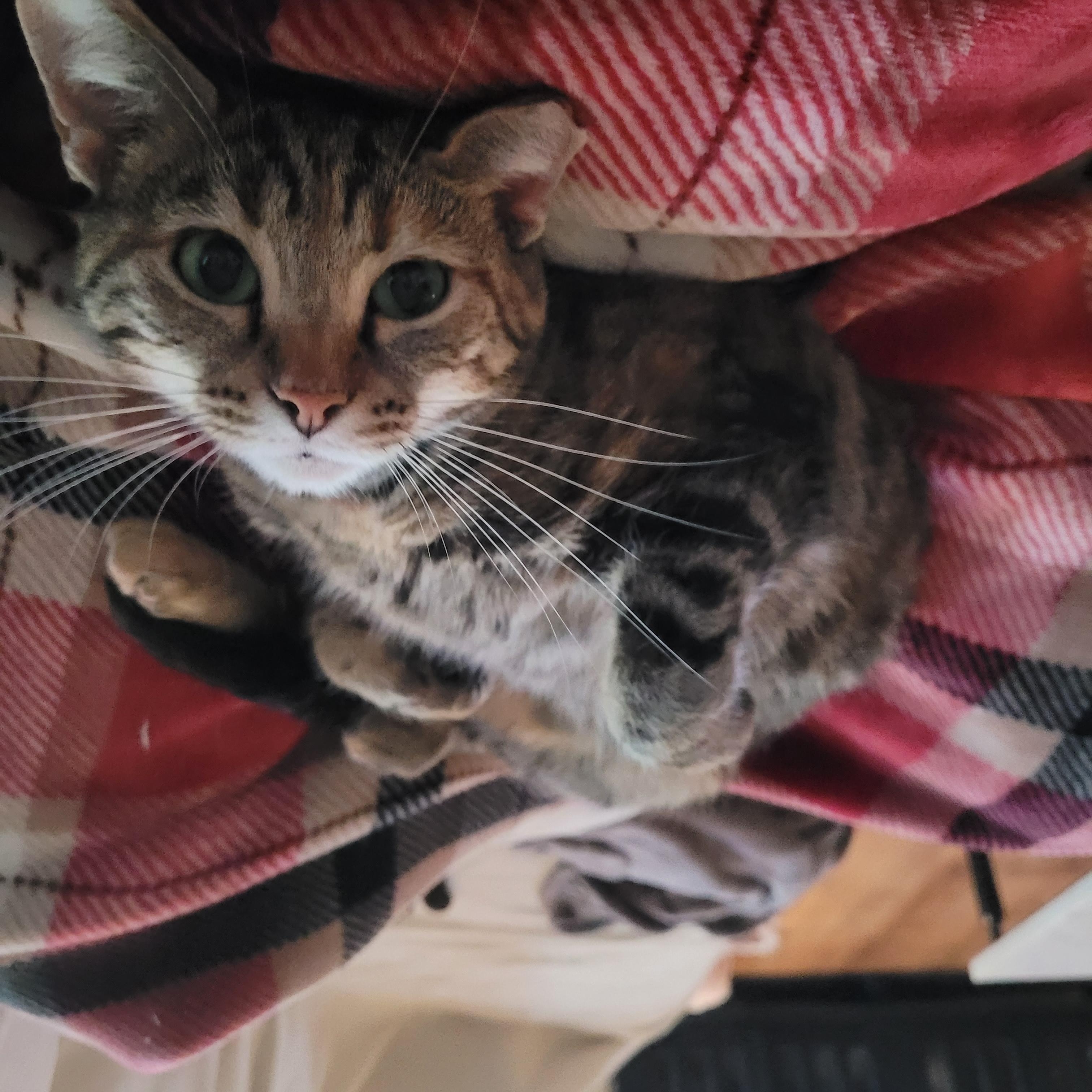 Enlarge Nutmeg, a Adoptable Domestic Short Hair in Whitestown, IN image 4/6