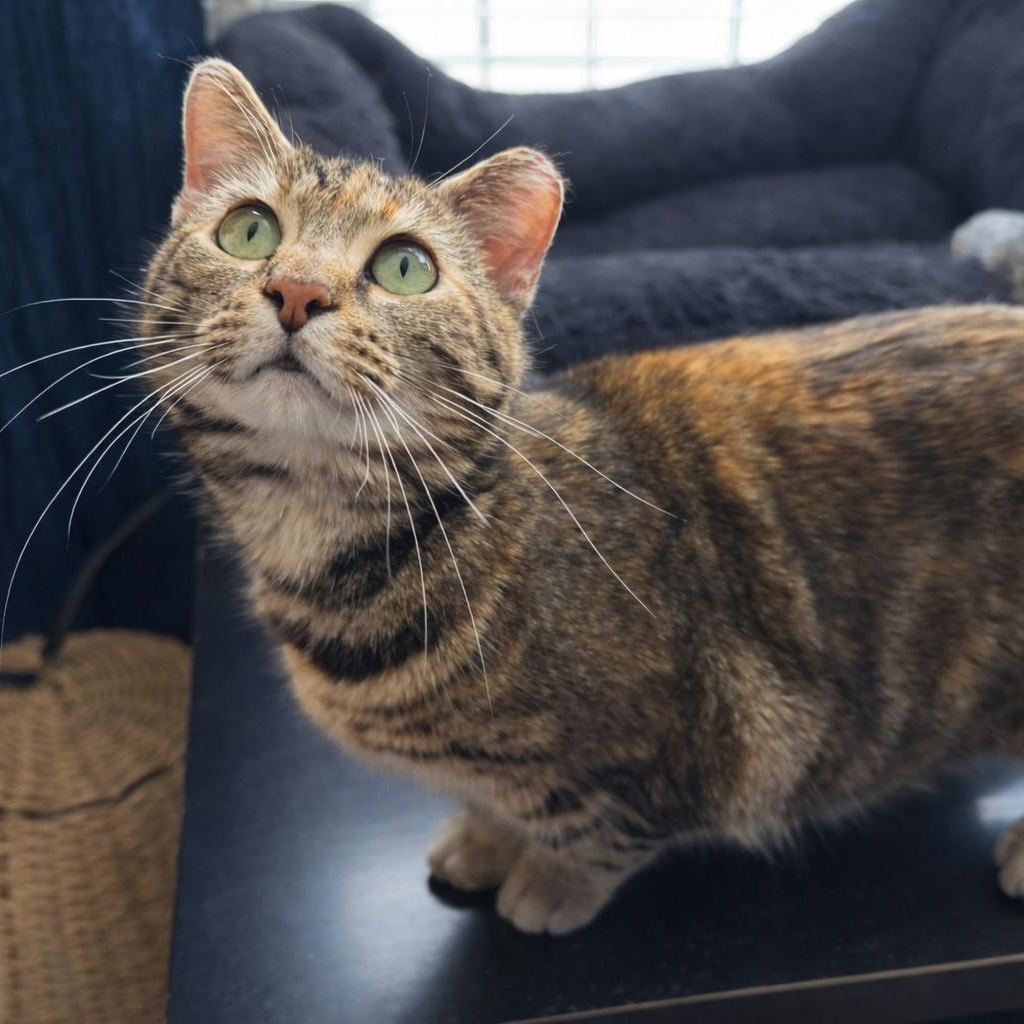 Nutmeg, Adoptable, Young Female Domestic Short Hair.