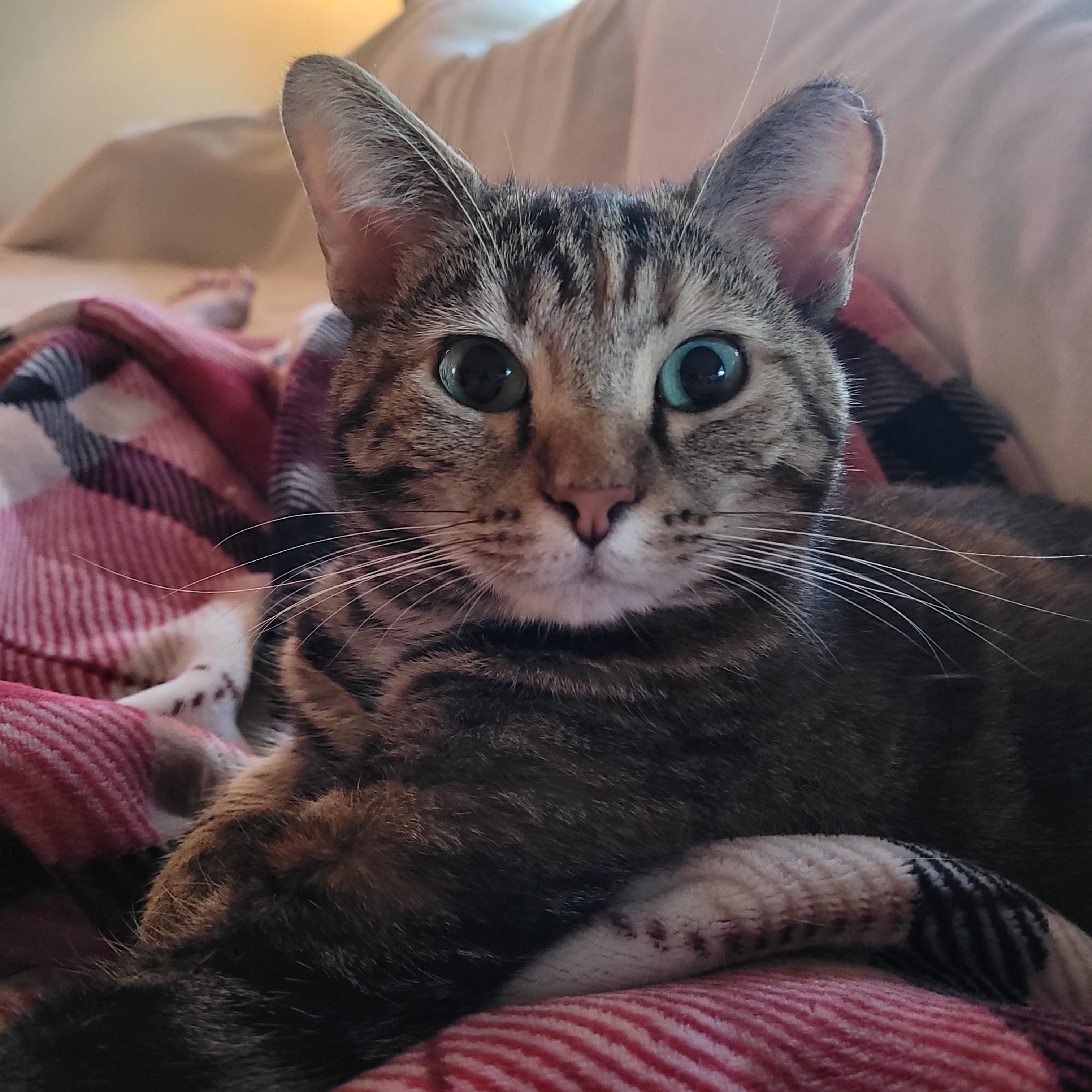 Enlarge Nutmeg, a Adoptable Domestic Short Hair in Whitestown, IN image 1/6