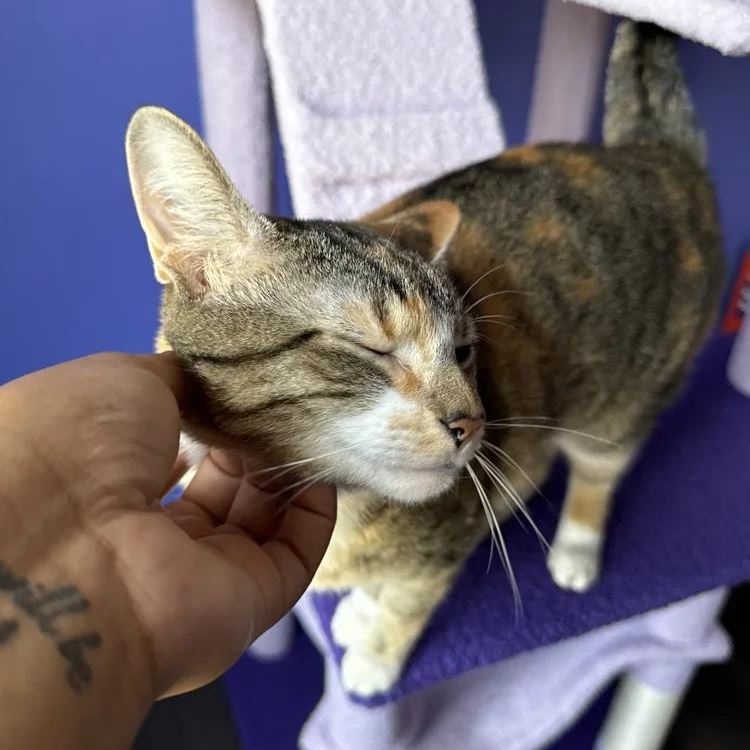 Meet Nya  a total snuggle bug with just a dash of playful sass This affectionate girl is all about