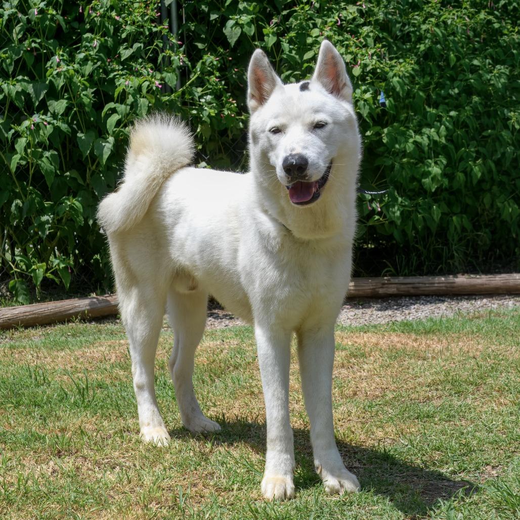 Enlarge KODAH, a Adoptable Husky in Weatherford, TX image 1/5