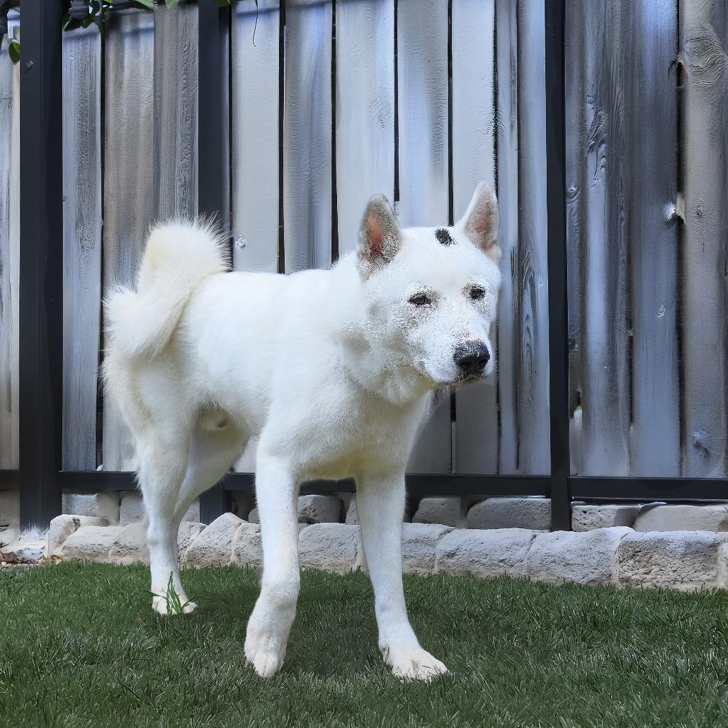 Enlarge KODAH, a Adoptable Husky in Weatherford, TX image 2/5