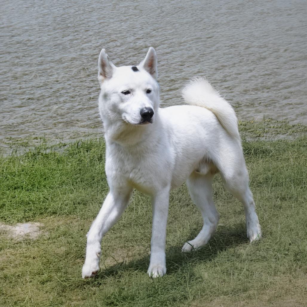 Enlarge KODAH, a Adoptable Husky in Weatherford, TX image 3/5
