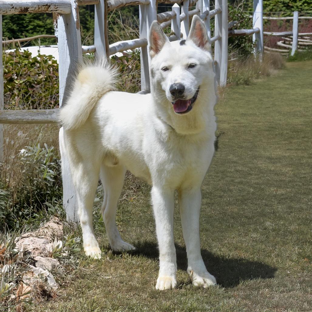 Enlarge KODAH, a Adoptable Husky in Weatherford, TX image 4/5