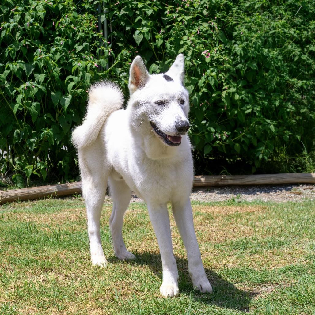 Enlarge KODAH, a Adoptable Husky in Weatherford, TX image 5/5