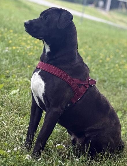 Linus, an adoptable Boxer, Black Labrador Retriever in Newland, NC, 28657 | Photo Image 2