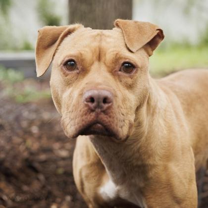 Enlarge Odette, a Adoptable mixed breed in Largo, FL image 1/3