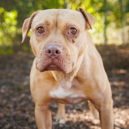 Enlarge Odette, a Adoptable mixed breed in Largo, FL image 2/3