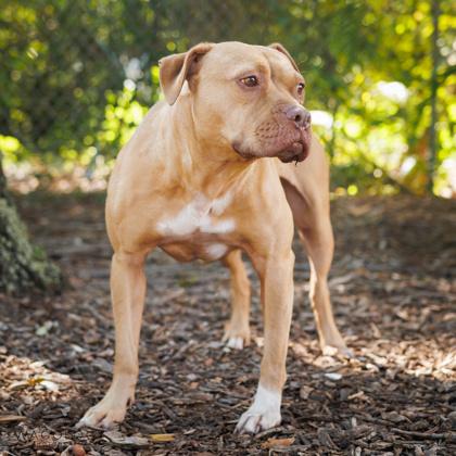 Enlarge Odette, a Adoptable mixed breed in Largo, FL image 3/3