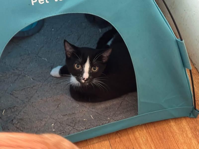 Enlarge Fred, a Adoptable Domestic Short Hair in Ontario, NY image 3/4