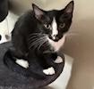 Fred, Adoptable, Kitten Male Domestic Short Hair.