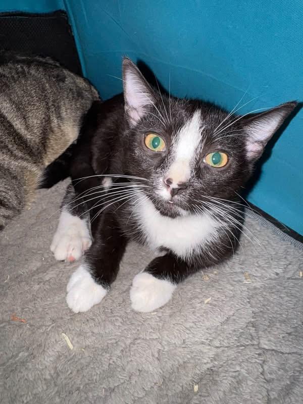 Fred, Adoptable, Kitten Male Domestic Short Hair.