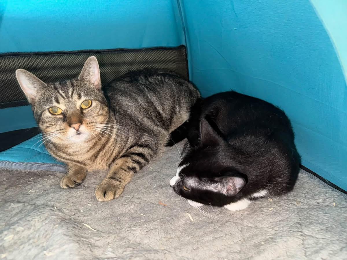Enlarge Fred, a Adoptable Domestic Short Hair in Ontario, NY image 4/4
