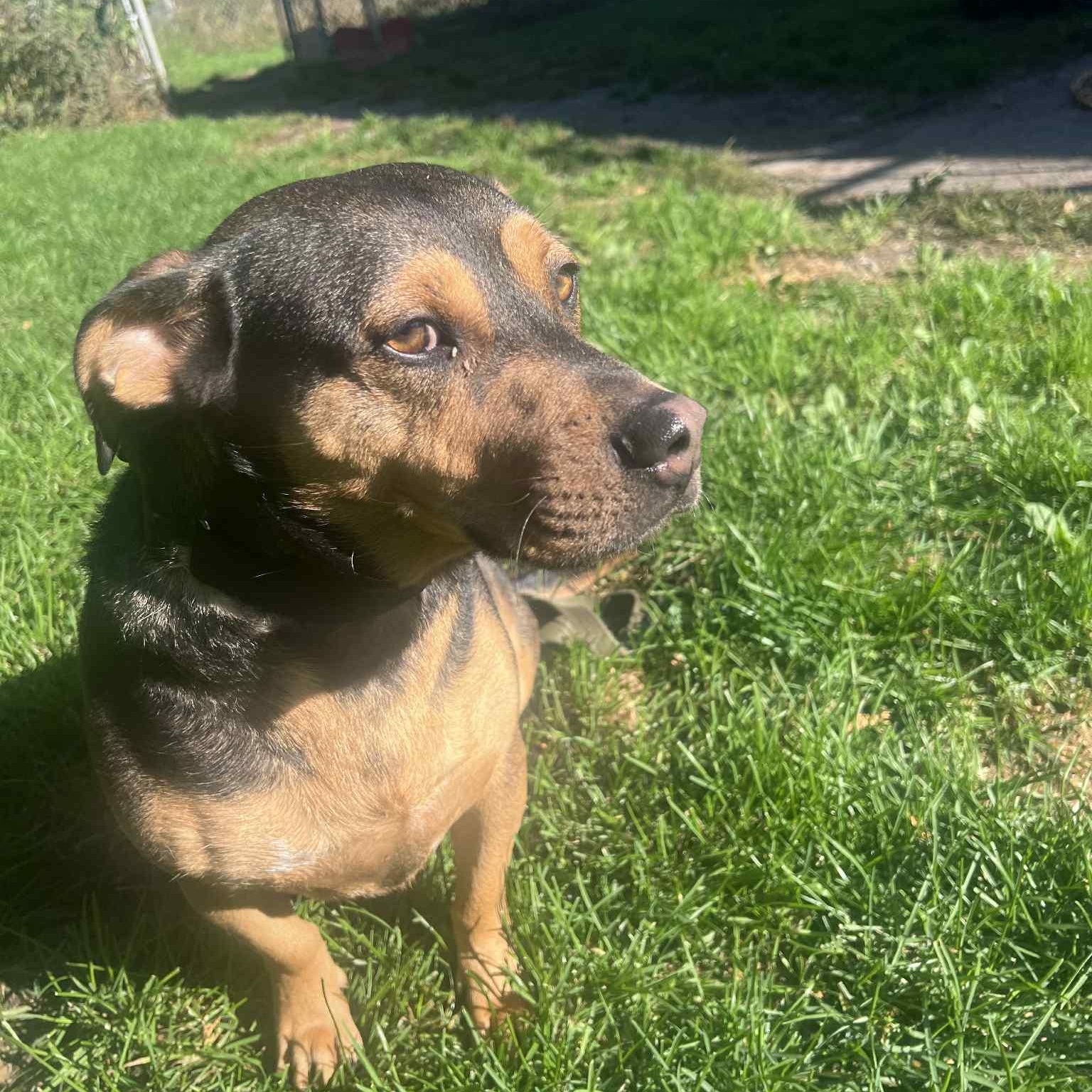 Enlarge Billy, a Adoptable mixed breed in Richmond Hill, ON image 3/5