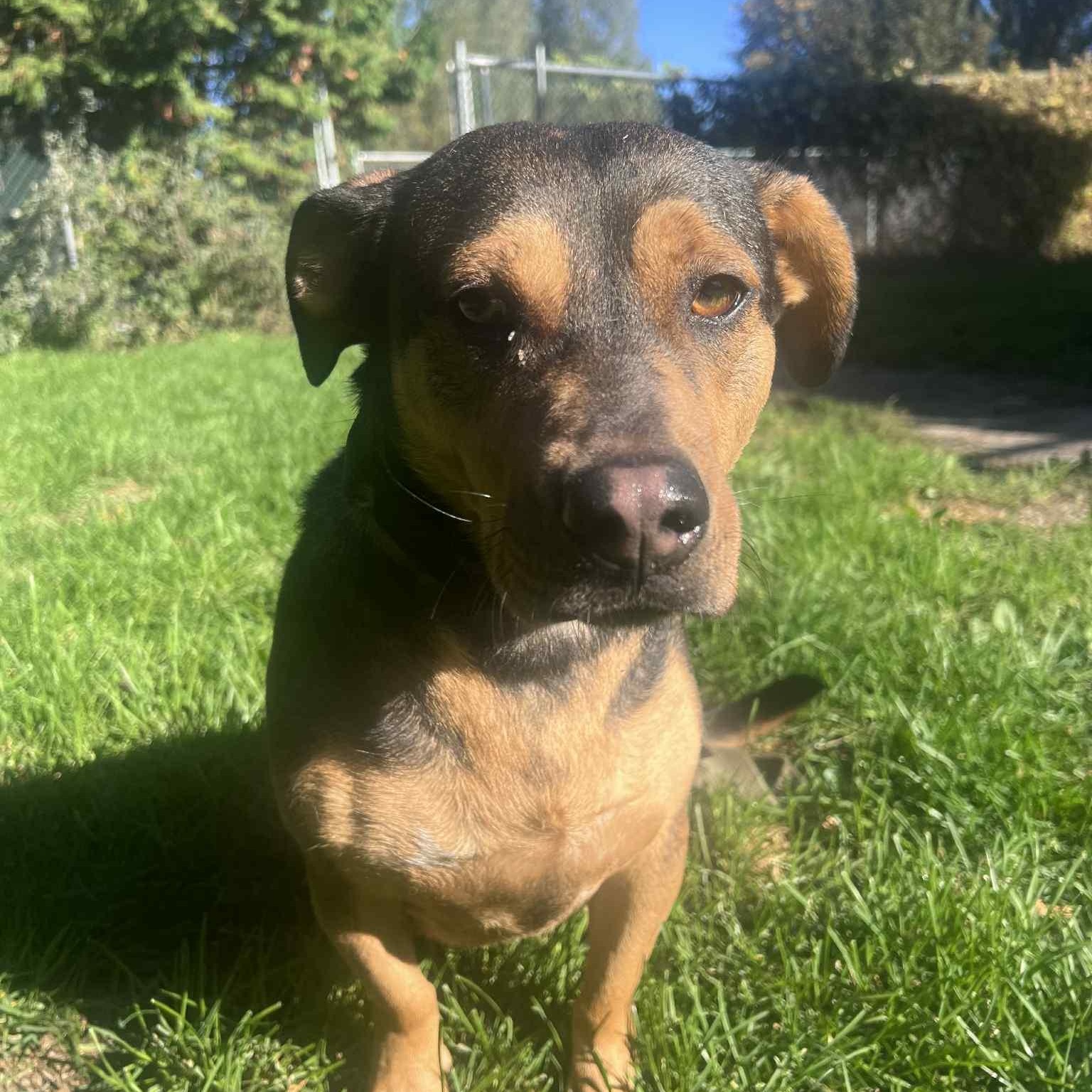 Enlarge Billy, a Adoptable mixed breed in Richmond Hill, ON image 2/5