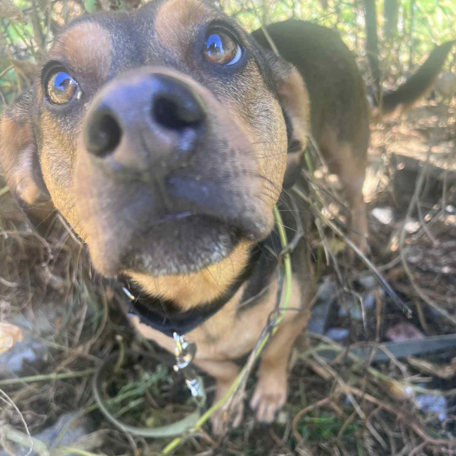 Billy, Adoptable, Adult Male Mixed Breed.