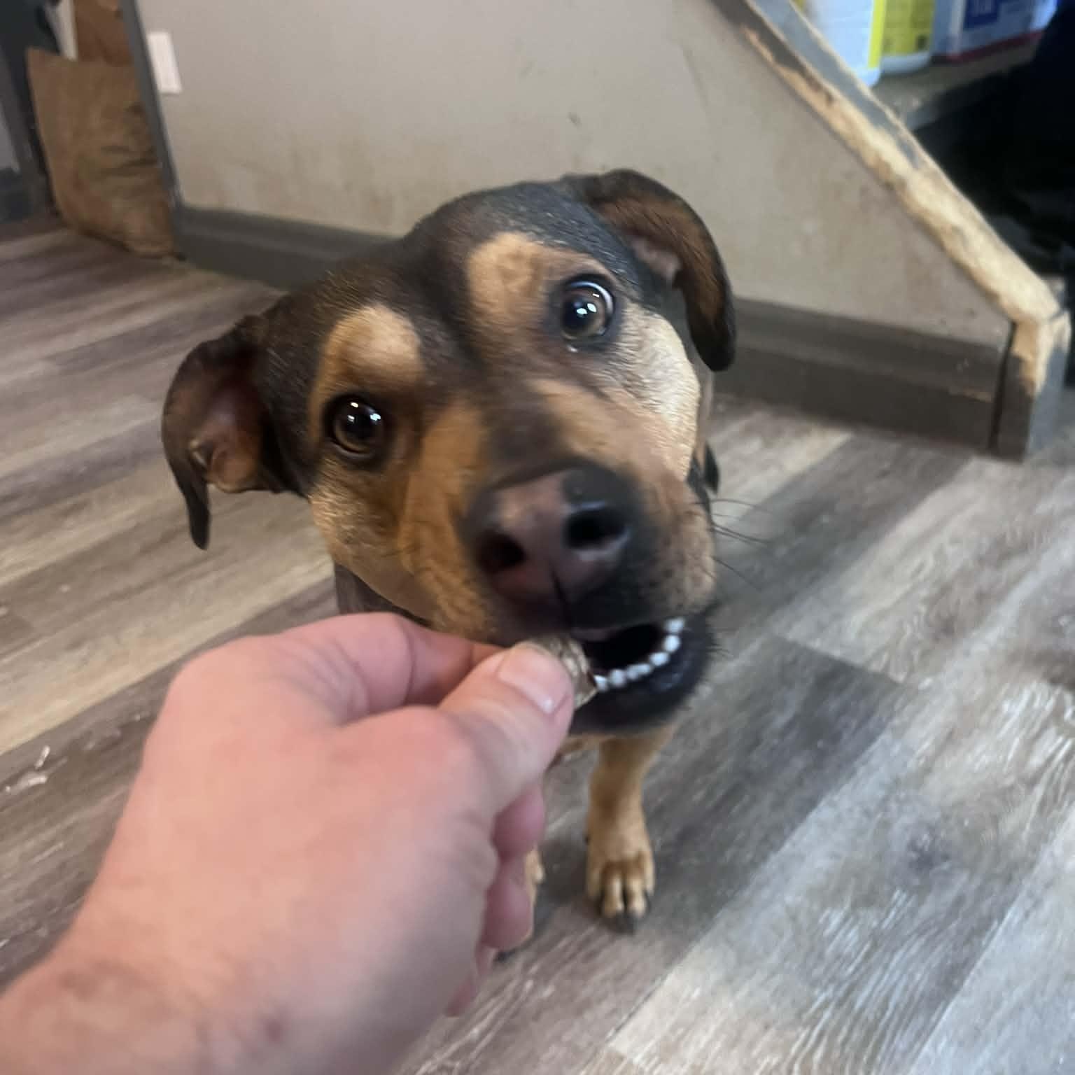 Enlarge Billy, a Adoptable mixed breed in Richmond Hill, ON image 1/5