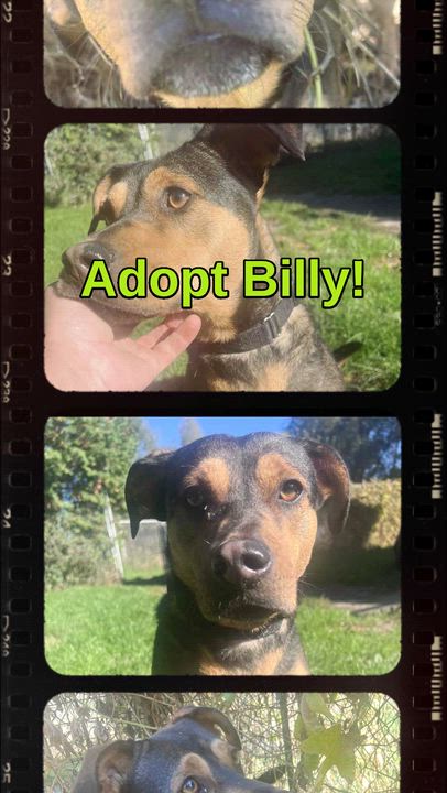 Enlarge Billy, a Adoptable mixed breed in Richmond Hill, ON video 5/5