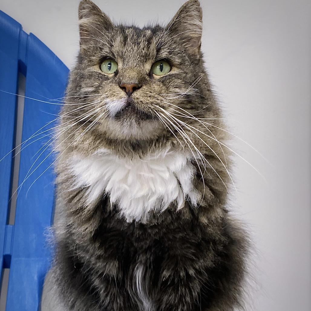 Mr. Tabby, Adoptable, Senior Male Domestic Medium Hair.