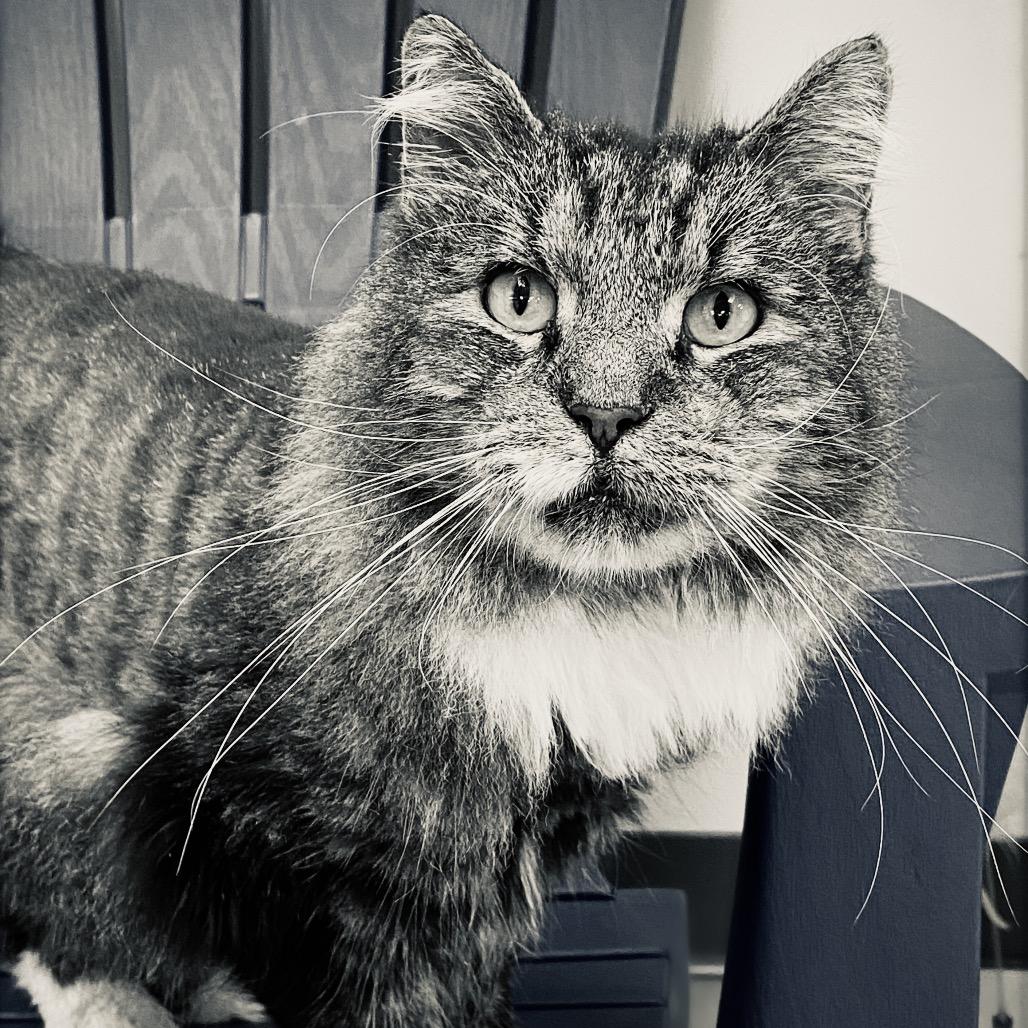 Mr. Tabby, a Adoptable Domestic Medium Hair in Huntsville, AL image 2/6