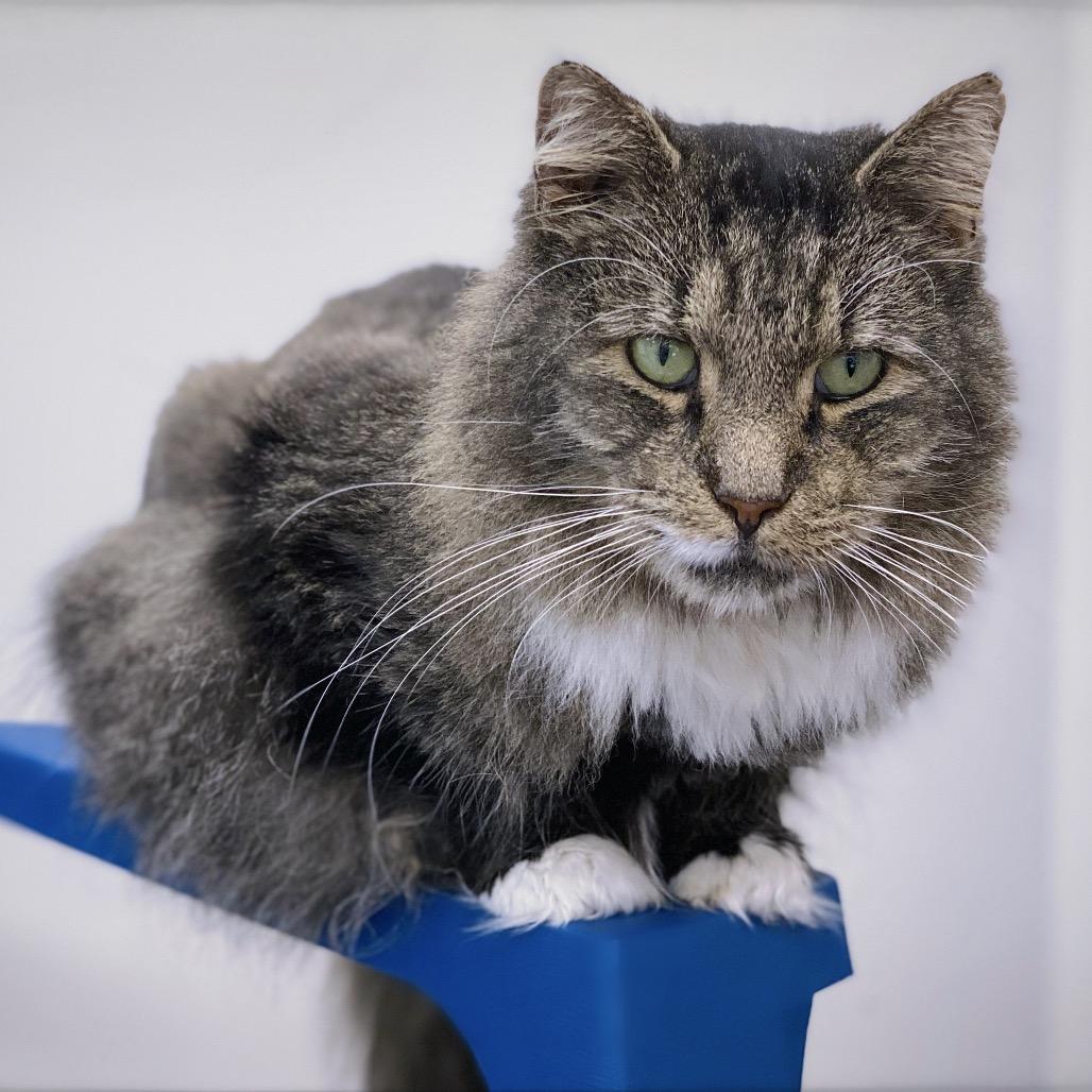 Mr. Tabby, a Adoptable Domestic Medium Hair in Huntsville, AL image 3/6