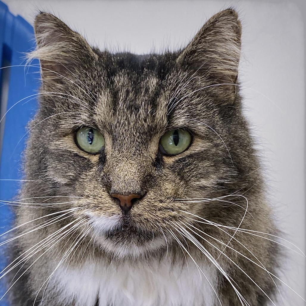 Mr. Tabby, a Adoptable Domestic Medium Hair in Huntsville, AL image 5/6