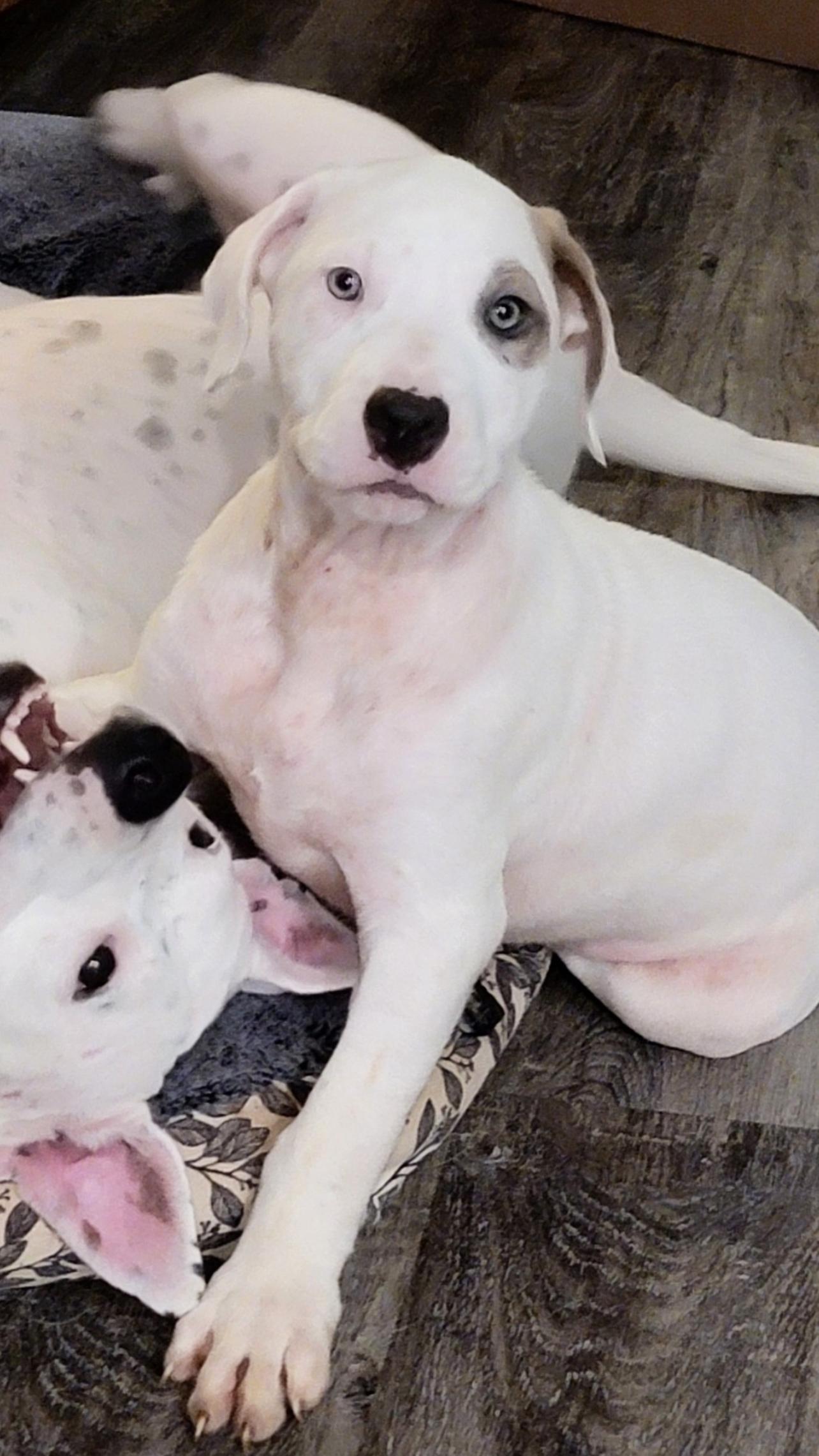 Enlarge Blue, a Adopted American Staffordshire Terrier in Tyler, TX image 1/1