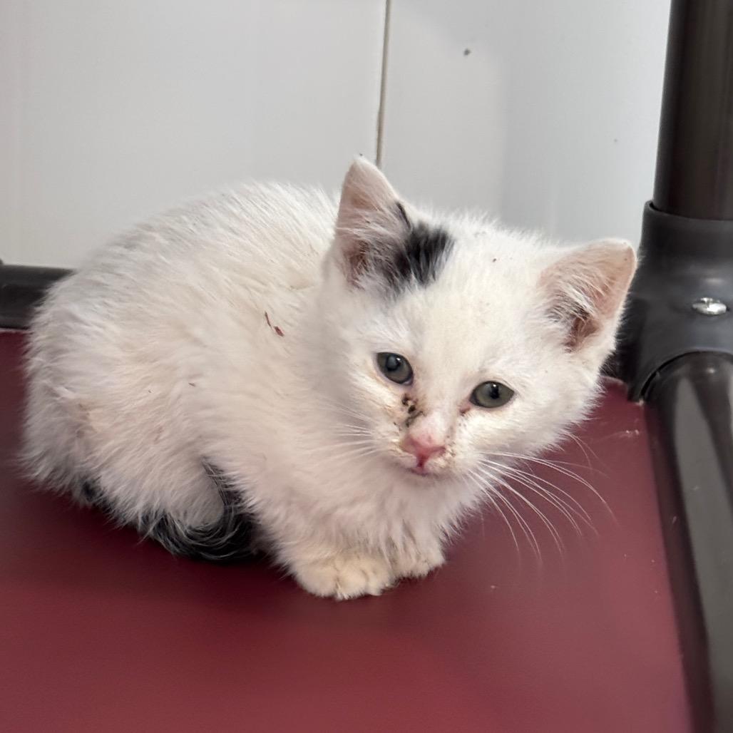 Mabel, Adoptable, Kitten Female Domestic Short Hair.