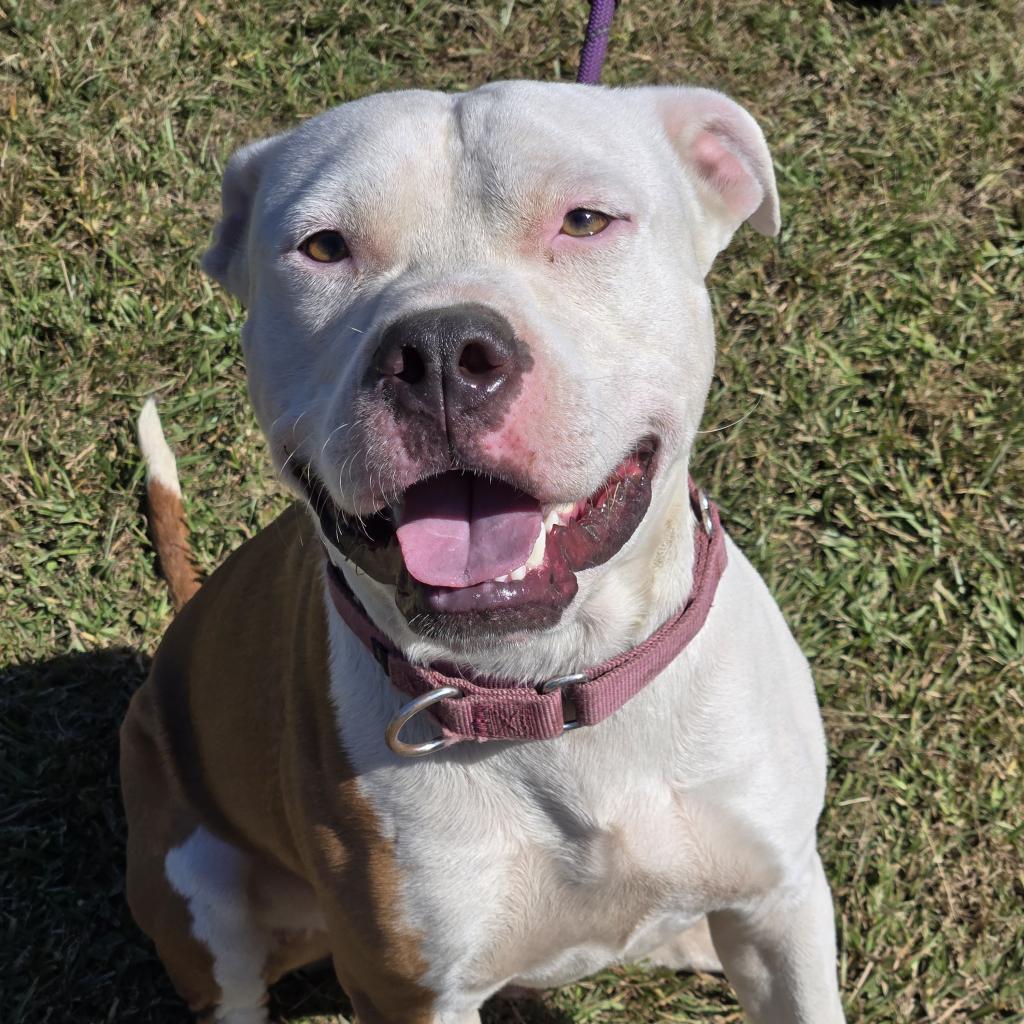 Benny, a Adoptable mixed breed in Tylertown, MS image 1/2