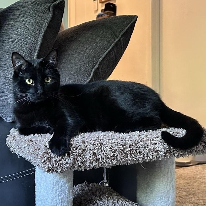 Charlie, a ADOPTABLE Domestic Short Hair in Plymouth, MN image 4/6