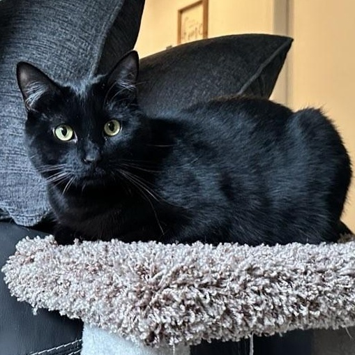 Charlie, a ADOPTABLE Domestic Short Hair in Plymouth, MN image 1/6