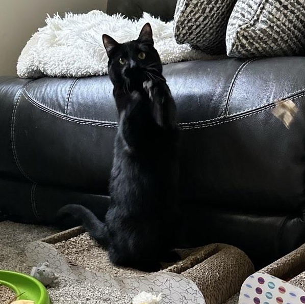 Charlie, a ADOPTABLE Domestic Short Hair in Plymouth, MN image 3/6
