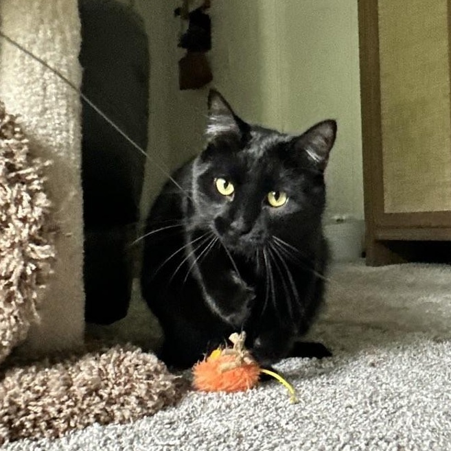 Charlie, a ADOPTABLE Domestic Short Hair in Plymouth, MN image 5/6
