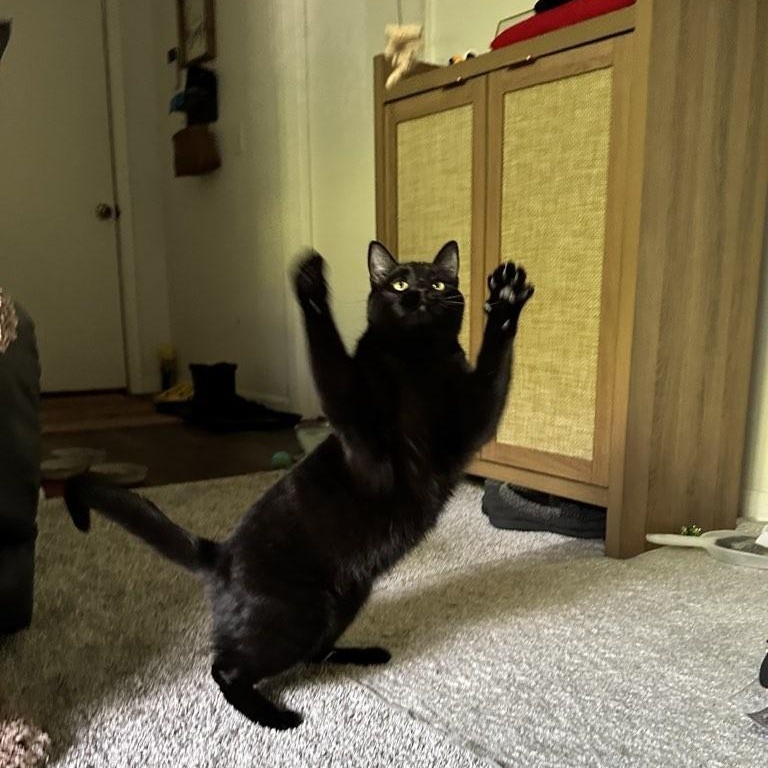 Charlie, a ADOPTABLE Domestic Short Hair in Plymouth, MN image 6/6