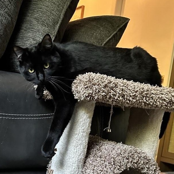 Charlie, a ADOPTABLE Domestic Short Hair in Plymouth, MN image 2/6