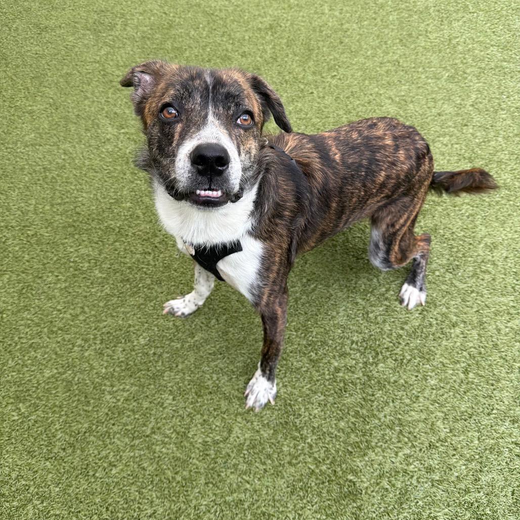 Cory, Adoptable, Young Male Mixed Breed.