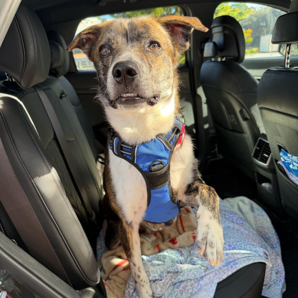Enlarge Cory, a Adoptable Mixed Breed in Titusville, FL image 2/6