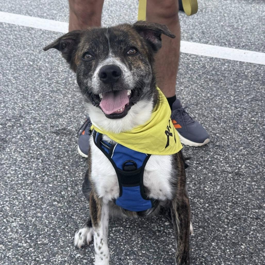 Enlarge Cory, a Adoptable Mixed Breed in Titusville, FL image 3/6