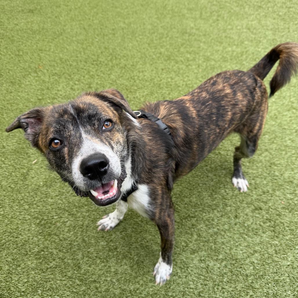 Enlarge Cory, a Adoptable Mixed Breed in Titusville, FL image 5/6