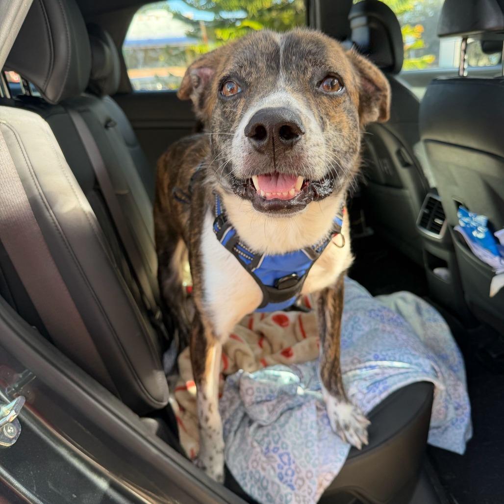 Enlarge Cory, a Adoptable Mixed Breed in Titusville, FL image 6/6