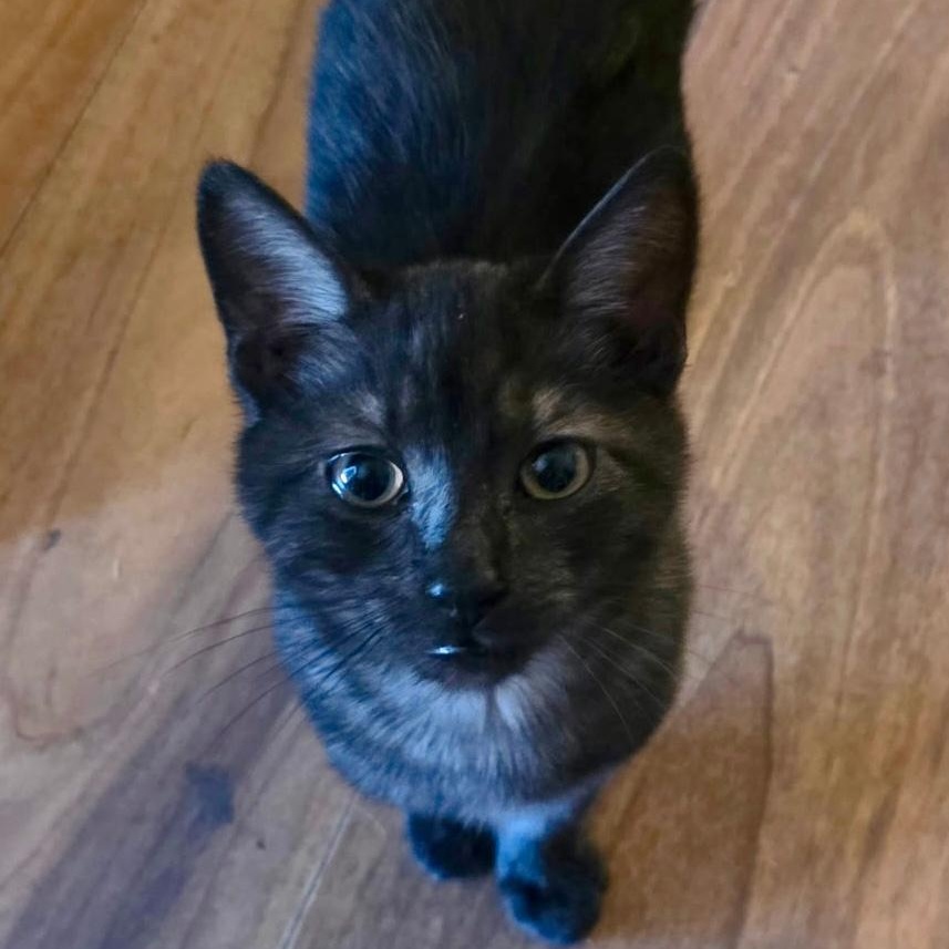 Scooter, ADOPTABLE, Kitten Male Domestic Short Hair.