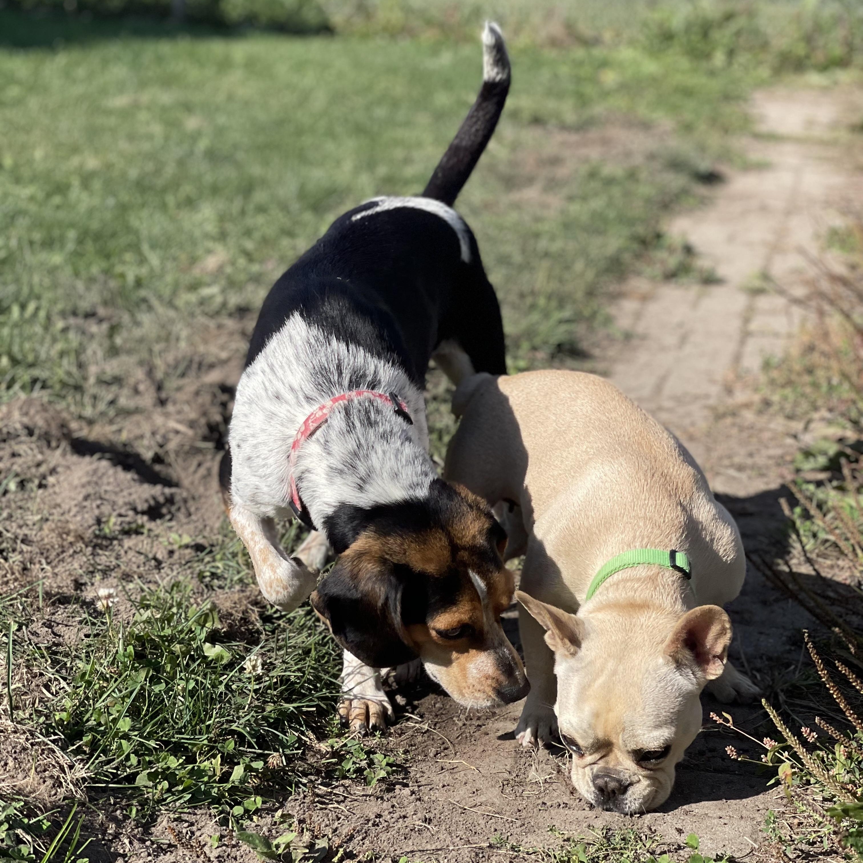 Priscilla thumbnail 2