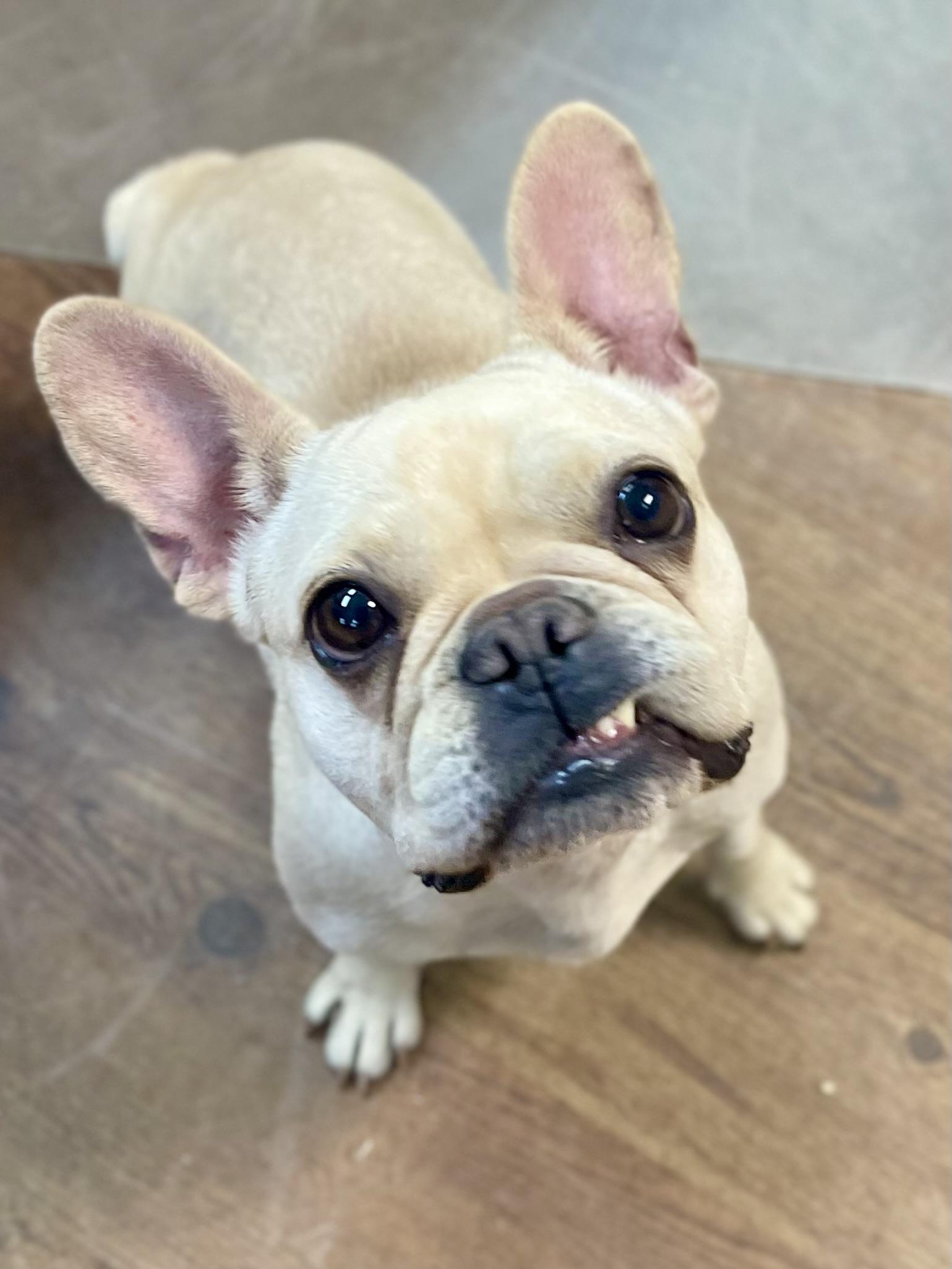 Priscilla thumbnail 5