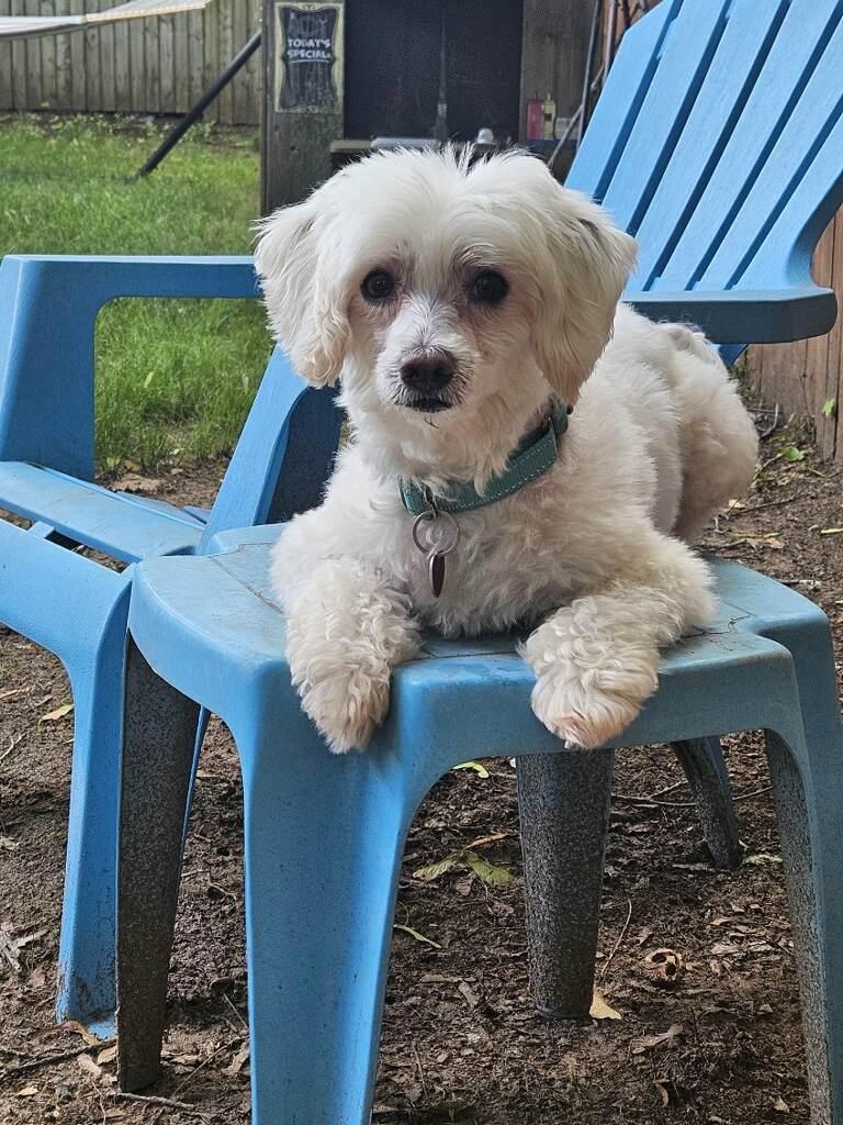 Sylvester Stallone, an adoptable Maltese, Poodle in New Milford, CT, 06776 | Photo Image 2