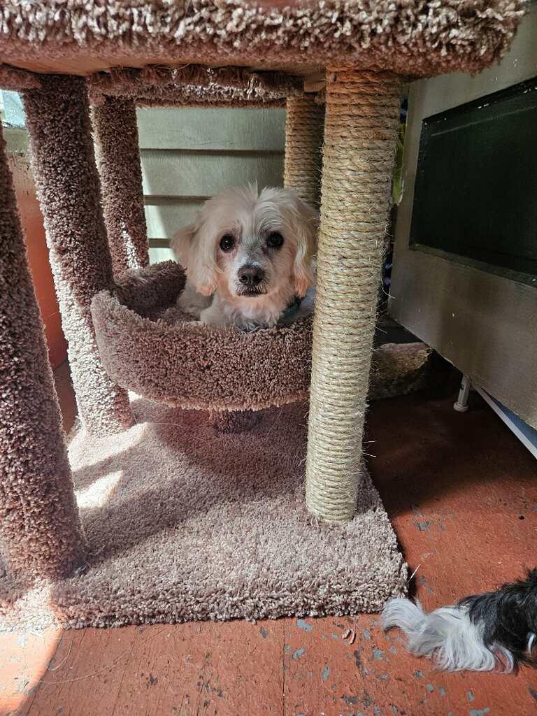 Sylvester Stallone, an adoptable Maltese, Poodle in New Milford, CT, 06776 | Photo Image 4