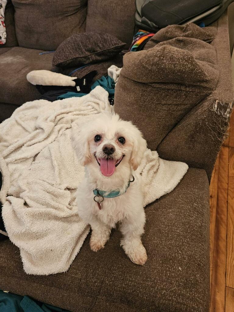 Sylvester Stallone, an adoptable Maltese, Poodle in New Milford, CT, 06776 | Photo Image 3