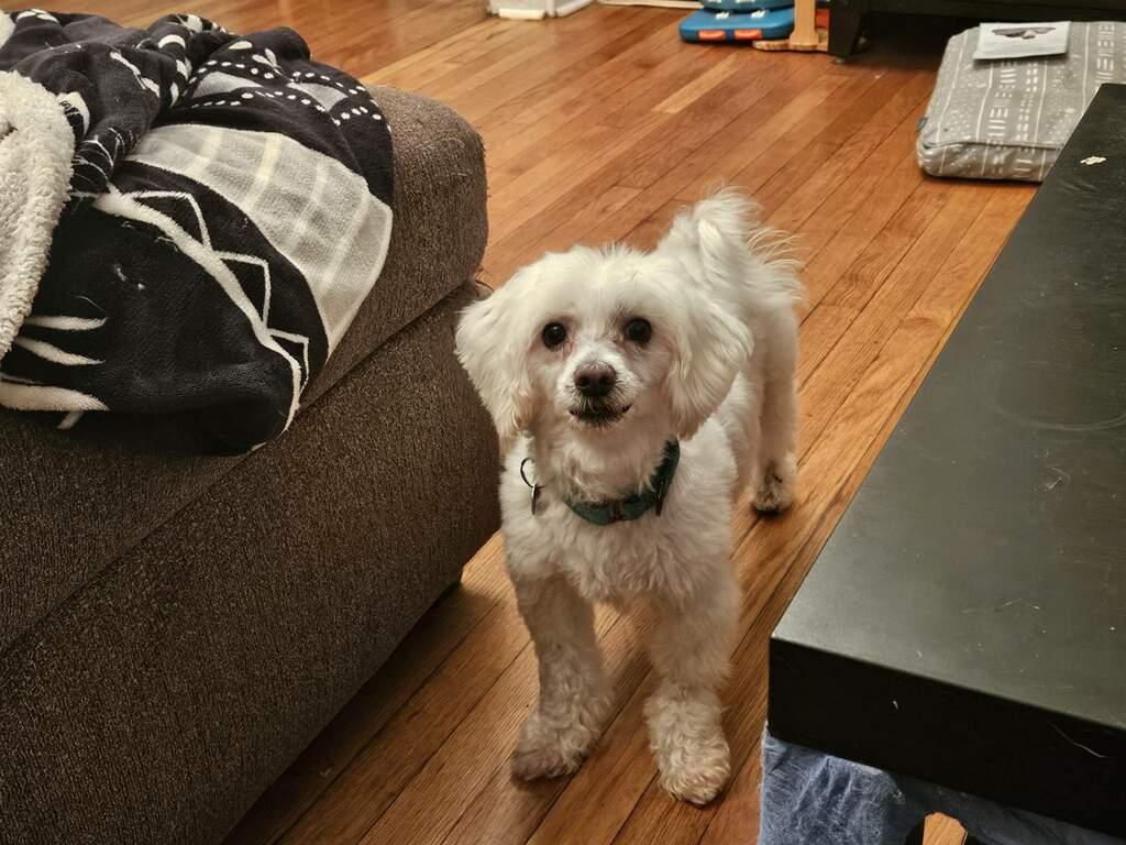 Enlarge Sylvester Stallone, a Adoptable mixed breed in New Milford, CT image 4/5